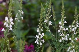 Attēlu rezultāti vaicājumam “Linaria loeselii flower”