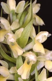 Attēlu rezultāti vaicājumam “Dactylorhiza ochroleuca”