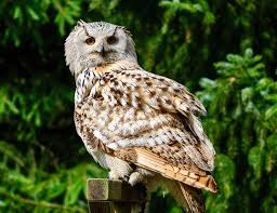 Attēlu rezultāti vaicājumam “Bubo bubo”