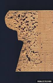 Attēlu rezultāti vaicājumam “Priobium carpini”