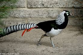 Image result for Chrysolophus amherstiae