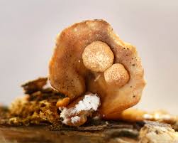 Attēlu rezultāti vaicājumam “Hypocrea pulvinata”