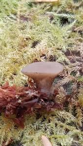 Attēlu rezultāti vaicājumam “Cudoniella clavus”