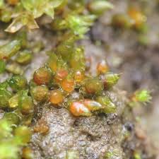 Attēlu rezultāti vaicājumam “Acaulon muticum”