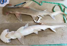 Image result for Sphyrna media