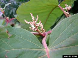 Attēlu rezultāti vaicājumam “Reynoutria sachalinensis leaf”