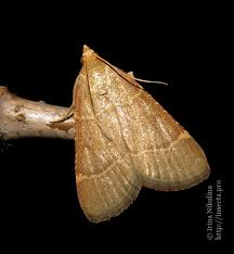 Attēlu rezultāti vaicājumam “Hypsopygia glaucinalis”