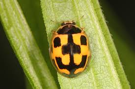 Attēlu rezultāti vaicājumam “Propylea quatuordecimpunctata”