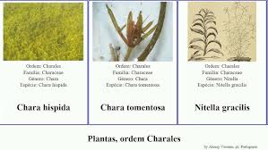 Attēlu rezultāti vaicājumam “Chara hispida”