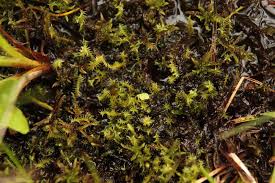 Attēlu rezultāti vaicājumam “Meesia triquetra”