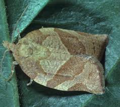 Attēlu rezultāti vaicājumam “Pandemis”