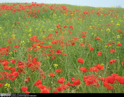 Attēlu rezultāti vaicājumam “Papaveraceae”