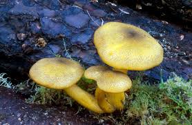 Attēlu rezultāti vaicājumam “Tricholomopsis decora”