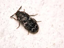 Attēlu rezultāti vaicājumam “Megatoma undata”