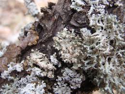 Attēlu rezultāti vaicājumam “Physcia adscendens”