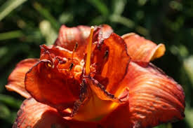 Image result for Hemerocallis `Moses Fire`