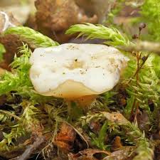 Attēlu rezultāti vaicājumam “Cudoniella clavus”