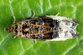 Attēlu rezultāti vaicājumam “Hedya nubiferana”