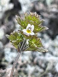 Attēlu rezultāti vaicājumam “Euphrasia”