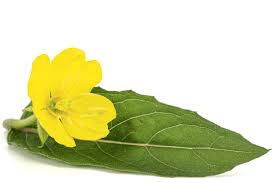 Attēlu rezultāti vaicājumam “Onagraceae”