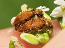 Attēlu rezultāti vaicājumam “Byturidae”