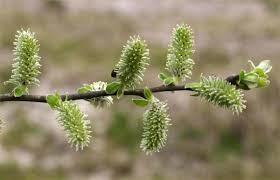 Attēlu rezultāti vaicājumam “Salix cinerea male flower”