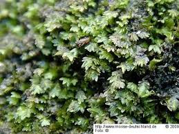 Attēlu rezultāti vaicājumam “Fissidens arnoldii”