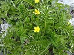 Attēlu rezultāti vaicājumam “Argentina anserina”