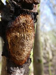 Attēlu rezultāti vaicājumam “Dichomitus campestris”