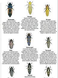 Attēlu rezultāti vaicājumam “Psyllobora vigintiduopunctata larva”