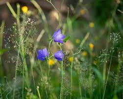 Attēlu rezultāti vaicājumam “Campanula persicifolia flower”