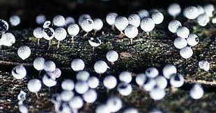 Attēlu rezultāti vaicājumam “Badhamia melanospora”