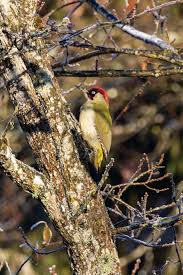 Attēlu rezultāti vaicājumam “Picus viridis”