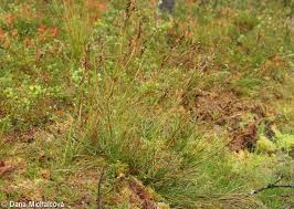 Attēlu rezultāti vaicājumam “Juncus squarrosus”