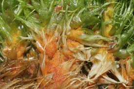 Attēlu rezultāti vaicājumam “Dicranum spurium”