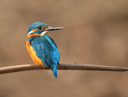 Attēlu rezultāti vaicājumam “Alcedo atthis”