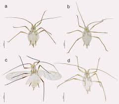 Attēlu rezultāti vaicājumam “Macrosiphoniella millefolii”