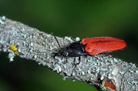 Attēlu rezultāti vaicājumam “Ampedus sanguineus”