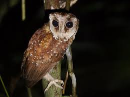 Attēlu rezultāti vaicājumam “Strigiformes”