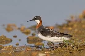 Attēlu rezultāti vaicājumam “Phalaropus lobatus”