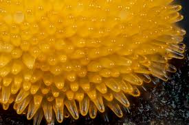 Attēlu rezultāti vaicājumam “Bactridium flavum”