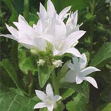 Attēlu rezultāti vaicājumam “Campanula glomerata leaf”