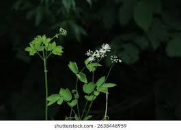 Attēlu rezultāti vaicājumam “Thalictrum aquilegifolium leaf”