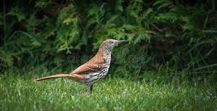 Image result for Toxostoma rufum