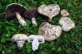 Attēlu rezultāti vaicājumam “Leocarpus fragilis var. bisporus”