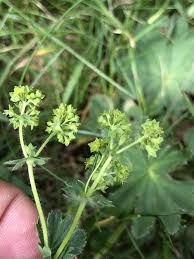 Image result for Alchemilla vulgaris