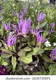 Attēlu rezultāti vaicājumam “Erythronium sibiricum”