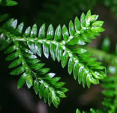 Attēlu rezultāti vaicājumam “Saelania glaucescens sporophyte”