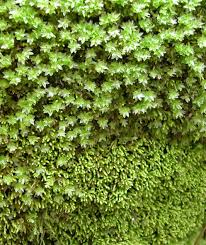 Attēlu rezultāti vaicājumam “Polytrichastrum pallidisetum cells”