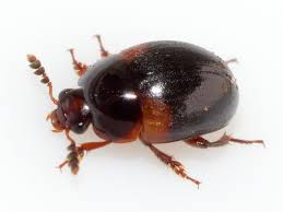 Attēlu rezultāti vaicājumam “Anisotoma humeralis”